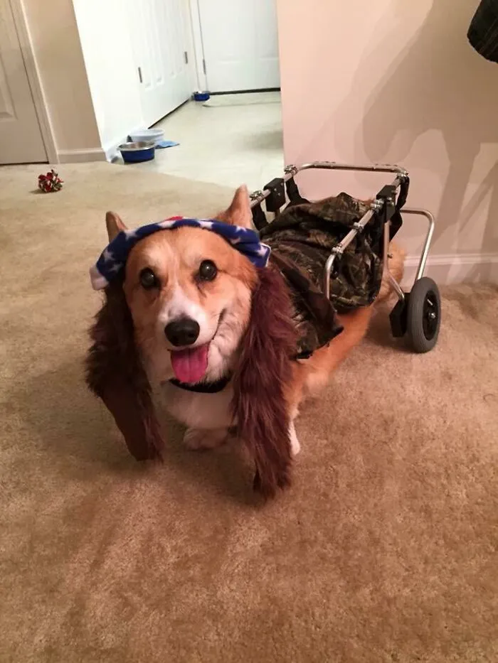 Happy corgi in a dog wheelchair wearing a funny Forest Gump costume for Halloween.
