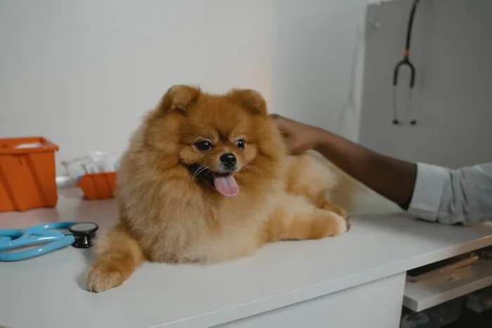 Pomeranian dog on medical exam table with veterinarian's hand nearby in patient care setting