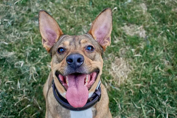 Closeup of happy dog with tongue out in a grassy area