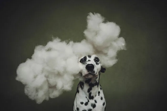 A Dalmatian surrounded by fluffy cloud-like stuffing in Dog Photography Awards entry
