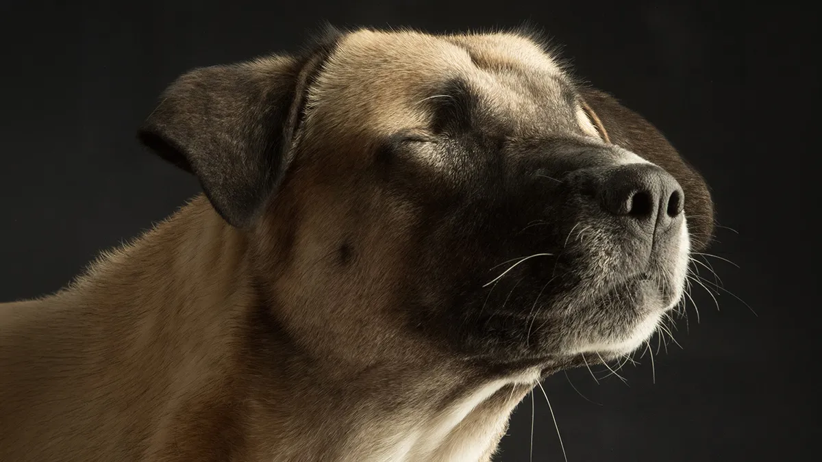 In This Studio, “The Dog Is The Boss,” And Every Pup Is Welcome, No Matter Its Age, Eyesight Or Ability (37 Pics)