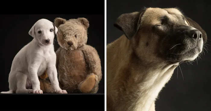 In This Studio, “The Dog Is The Boss,” And Every Pup Is Welcome, No Matter Its Age, Eyesight Or Ability (37 Pics)