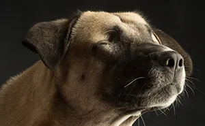 In This Studio, “The Dog Is The Boss,” And Every Pup Is Welcome, No Matter Its Age, Eyesight Or Ability (37 Pics)