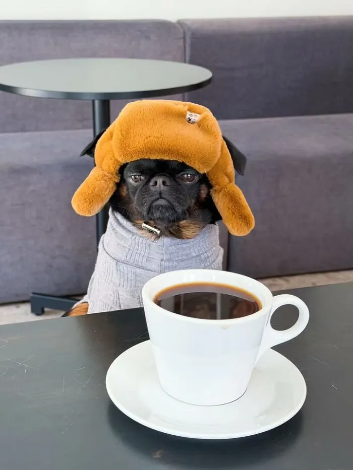 Funny dog photo of a small dark dog wearing a winter hat and sweater sitting behind a coffee cup