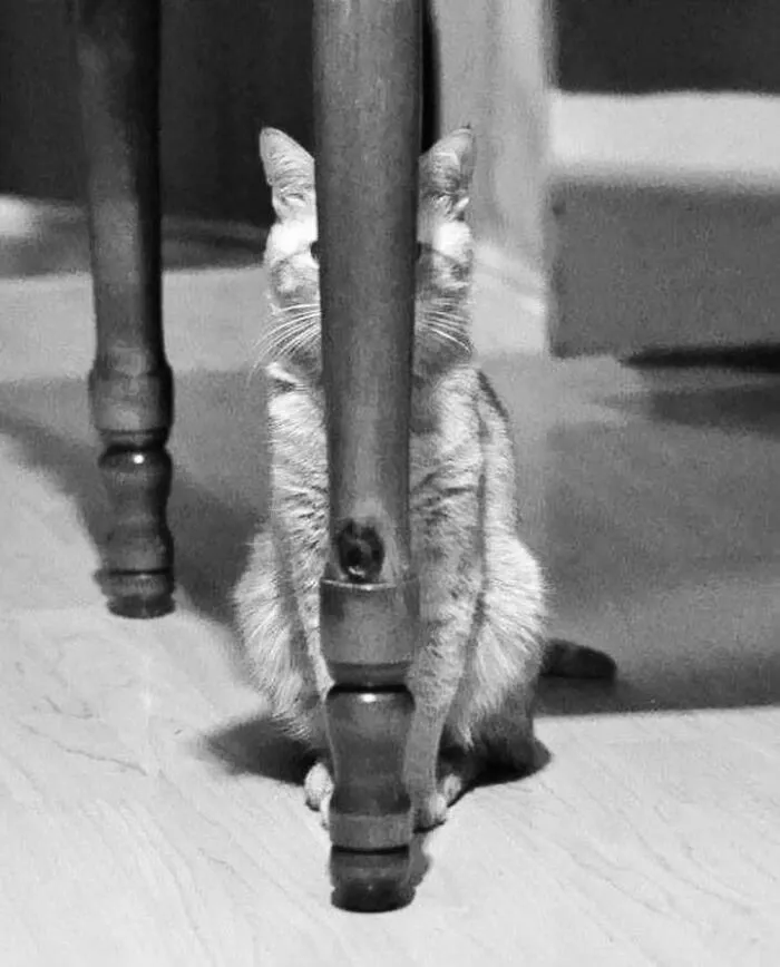 An orange cat hiding behind a wooden table leg in a funny pet photo