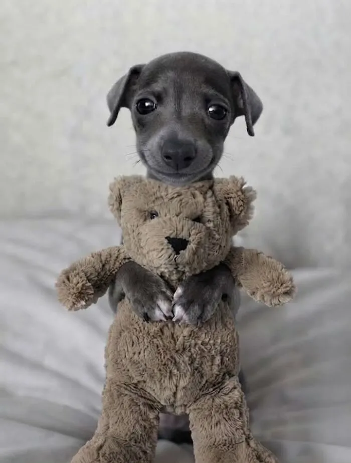 An adorable grey puppy hugging a teddy bear in a sweet dog photo