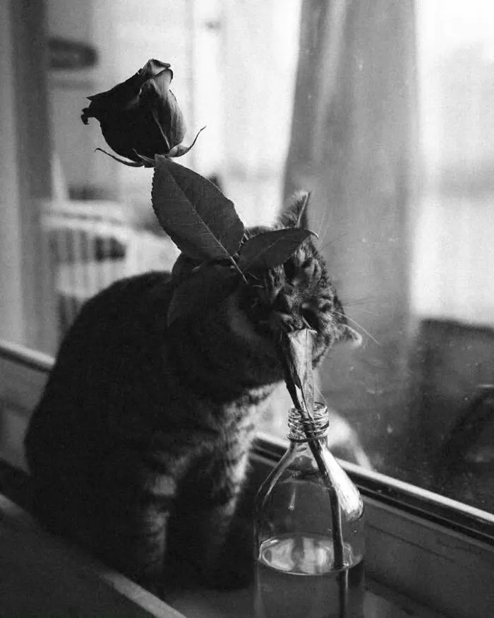 A sweet black and white photo of a tabby cat gently sniffing a dark rose in a bottle on a windowsill.