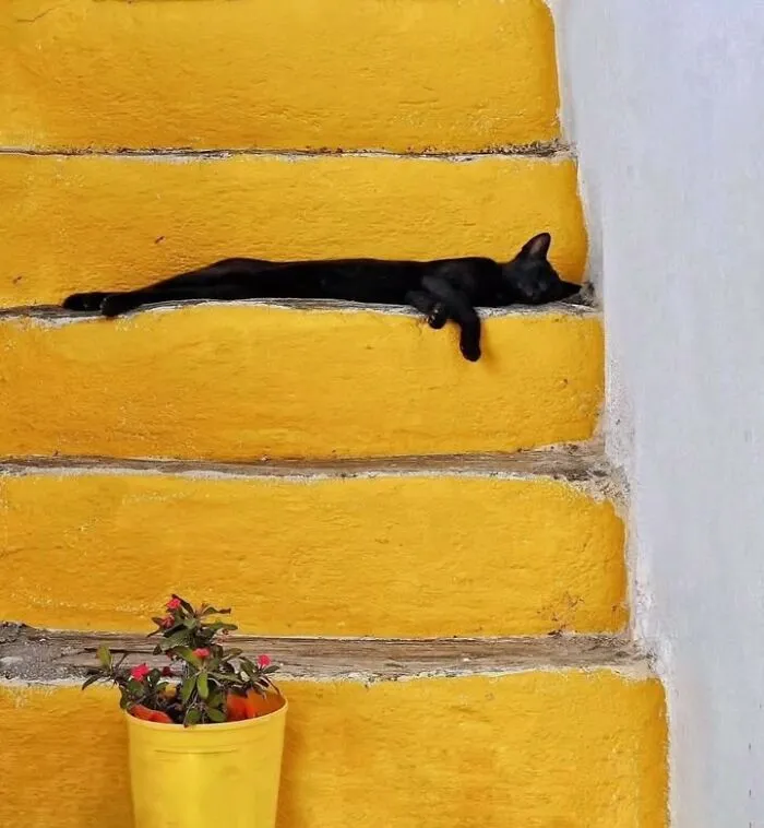 A black cat sleeping horizontally on bright yellow stairs near a small flower pot, making a funny scene.