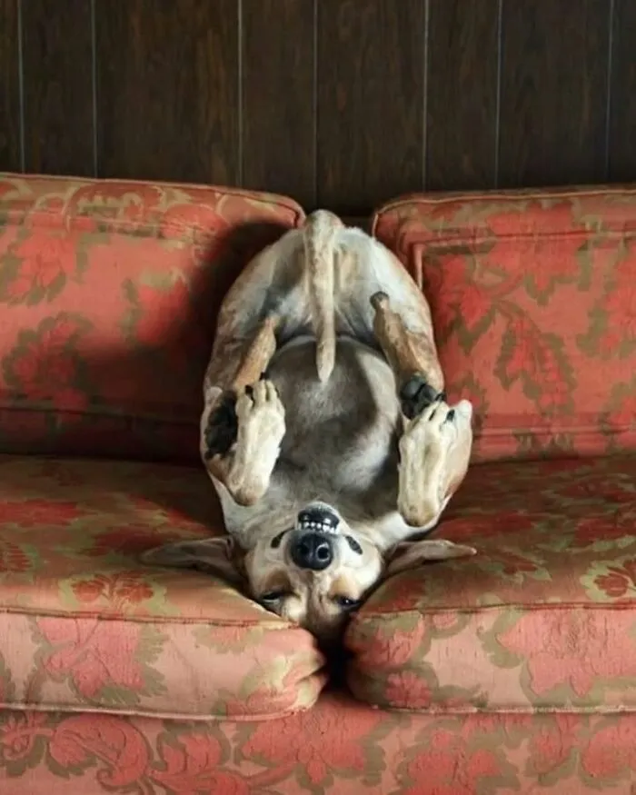 Funny dog photo of a dog lying upside down on an orange floral sofa with a silly grin
