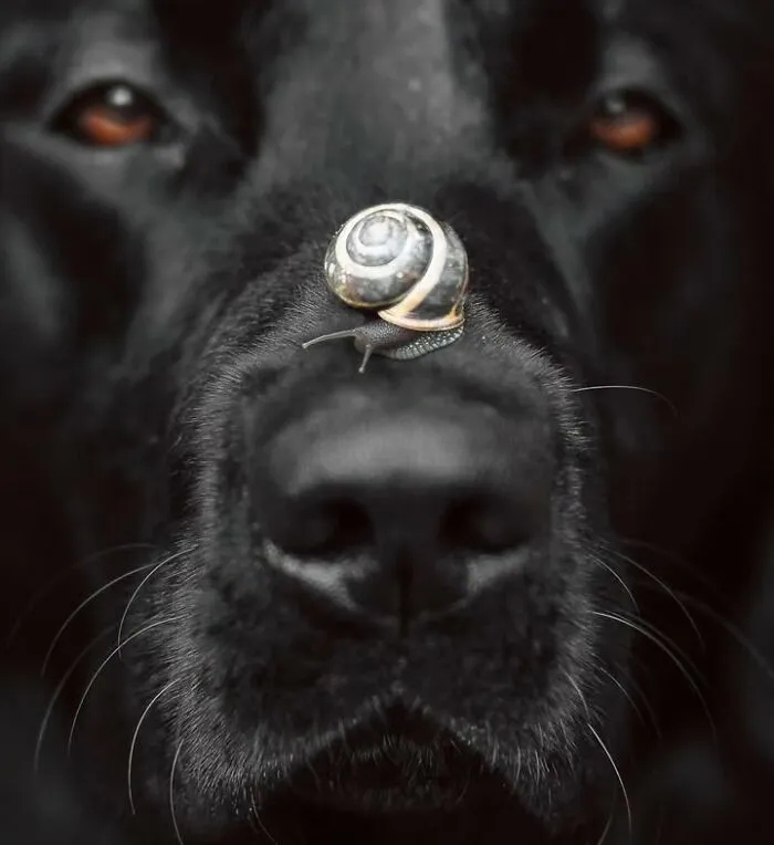 Sweet dog photo showing a close-up of a black dog with a tiny snail resting on its nose