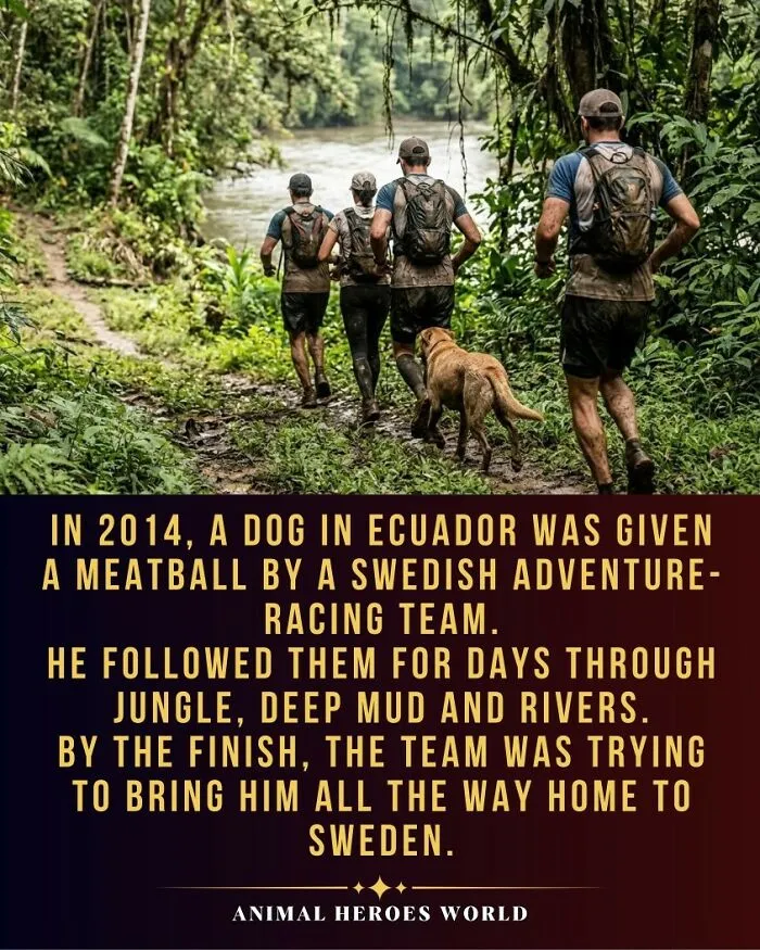 A dog hikes through dense jungle mud with adventure racers, depicting animals who survived the impossible.