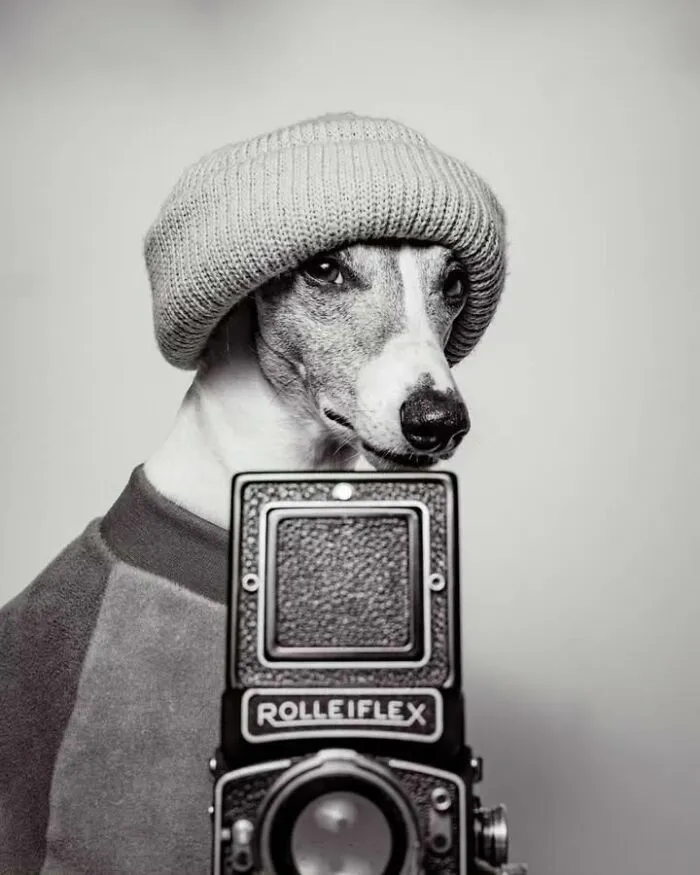 Stylish dog posing behind a vintage camera in a funny pet photo