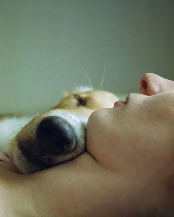 Sweet dog photo of a dog resting its chin and nose gently on a person's neck