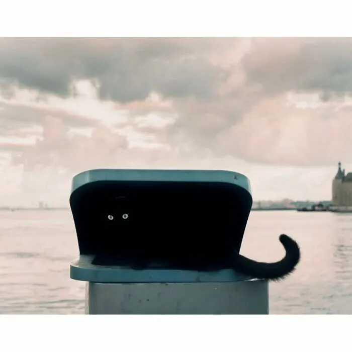 A black cat hiding in a bin with only eyes and tail visible in a sweet pet photo