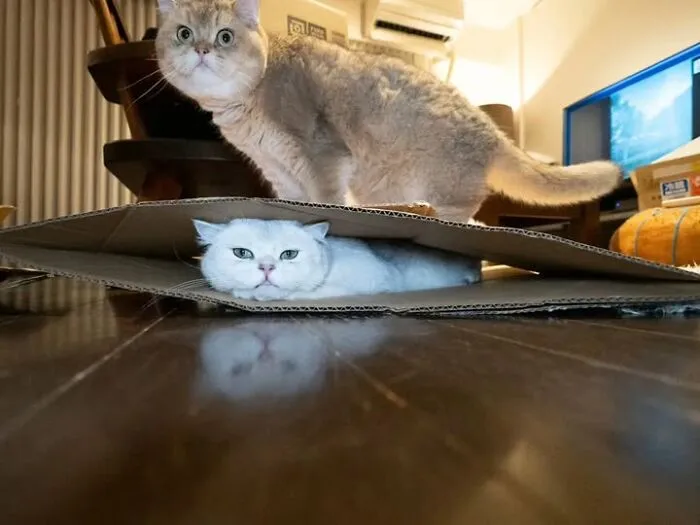 Funny cat photo of one cat looking surprised while another lies flat under a cardboard sheet