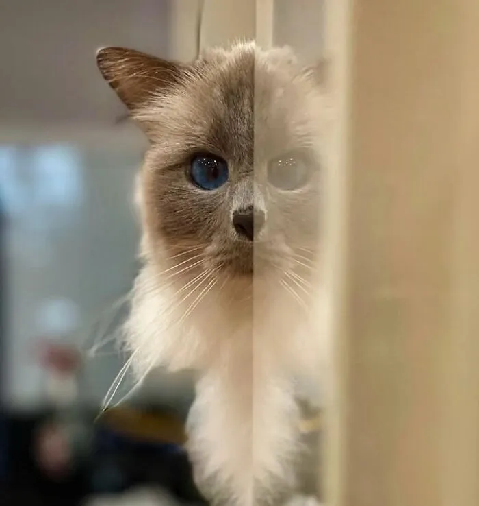 Close-up cat and dog photo of a beautiful long-haired cat with striking blue eyes peeking past a wall.