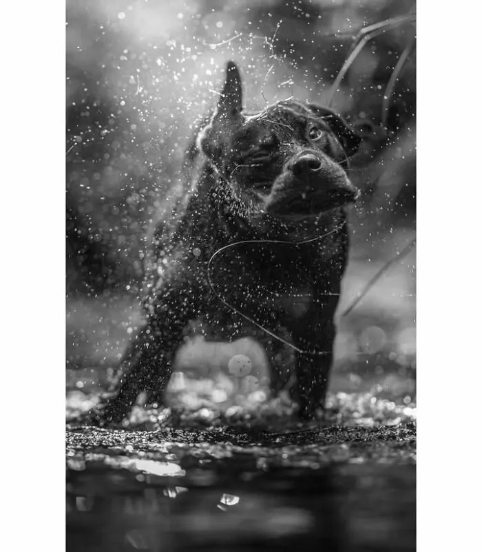 63 New Dog And Cat Photos Shared By Pure Photography Awards That Are Funny, Sweet And Perfectly Timed
