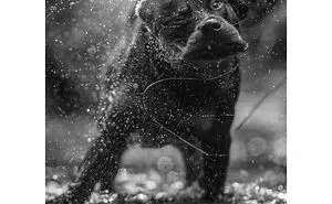 This Page Shared 63 Dog And Cat Photos That Capture Everything We Love About Our Pets