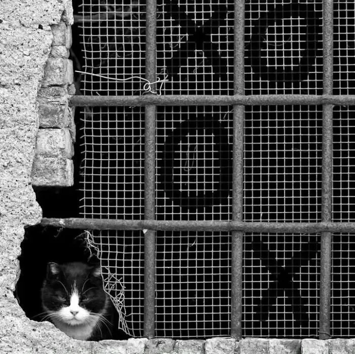 Black and white cat and dog photo of a cat peeking through a metal grate with X and O markings.