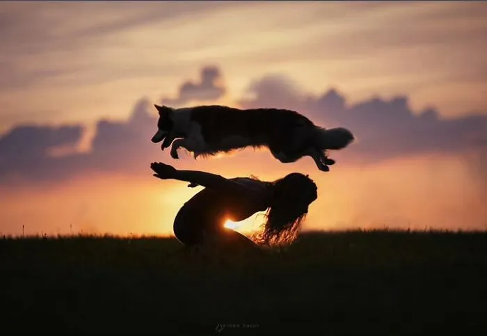 Silhouette of a dog jumping over a person at sunset, capturing a dynamic cat and dog photo moment.