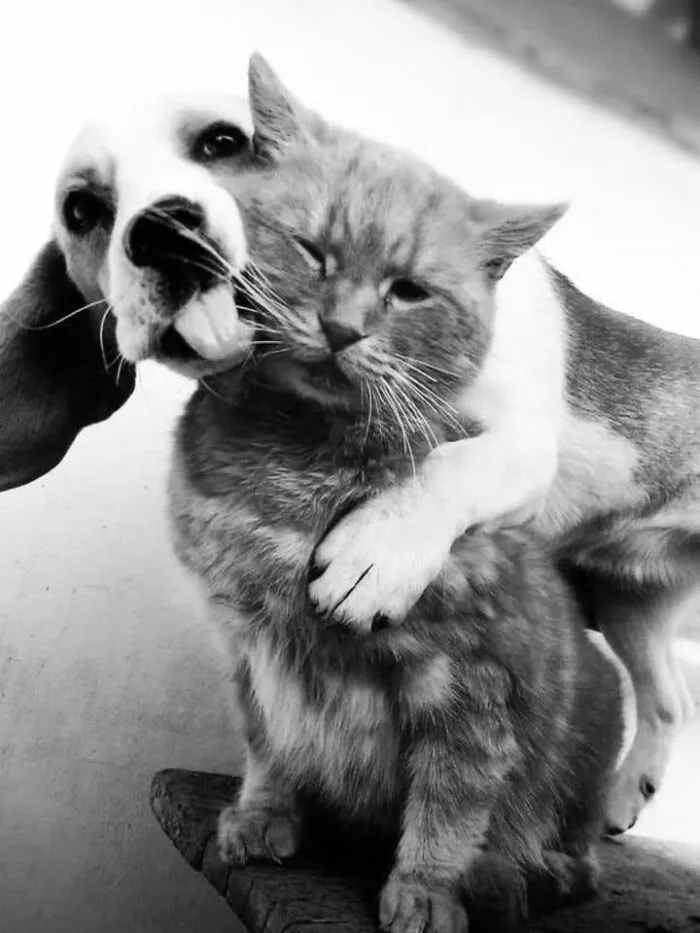 A black and white cat and dog photo showing a dog gently hugging a fluffy cat.