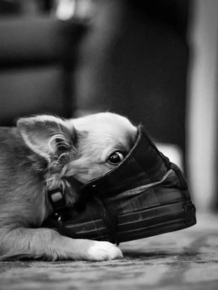 Funny dog photo of a tiny chihuahua peeking out from inside a black sneaker, showing its eyes and ears.