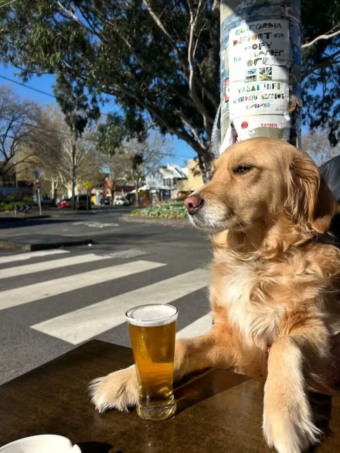 Funny dog photo of a golden retriever sitting at an outdoor table next to a glass of beer
