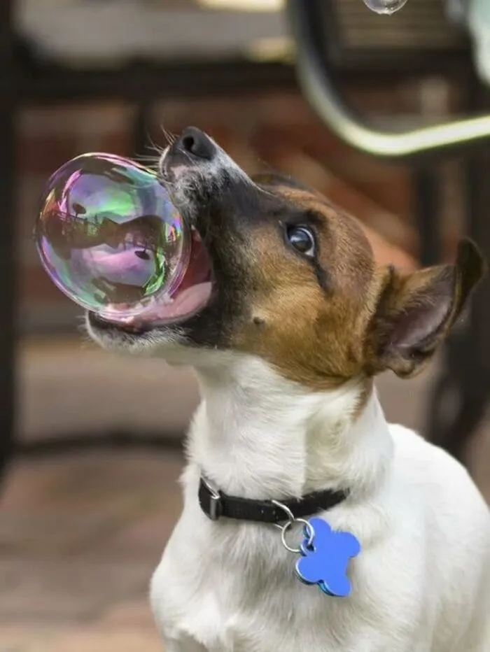 Perfectly timed dog photo of a small Jack Russell Terrier catching a large soap bubble with its mouth wide open.