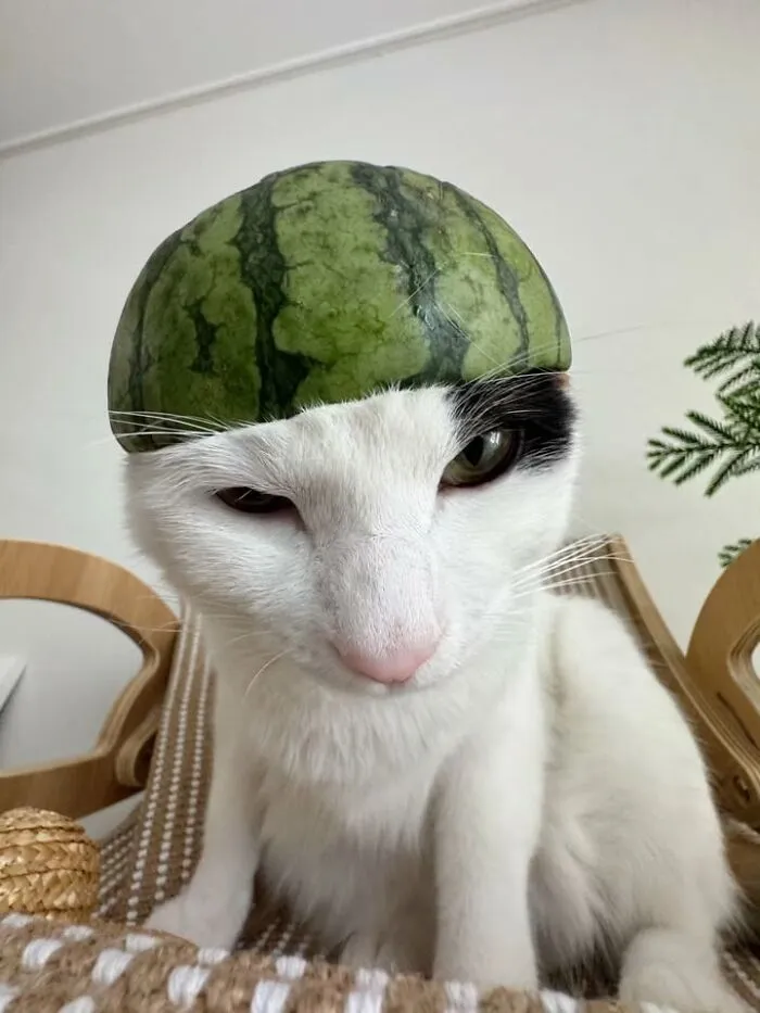 Funny cat photo of a white cat wearing a small watermelon rind like a helmet, looking straight at the camera.