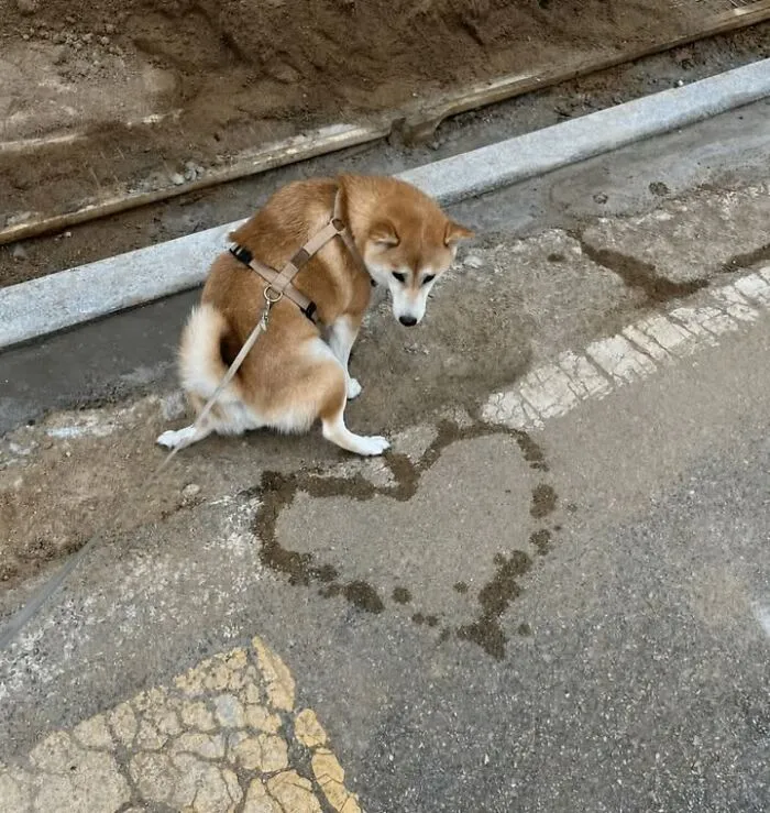 A funny dog photo of a Shiba Inu looking down at a heart shape drawn on the pavement