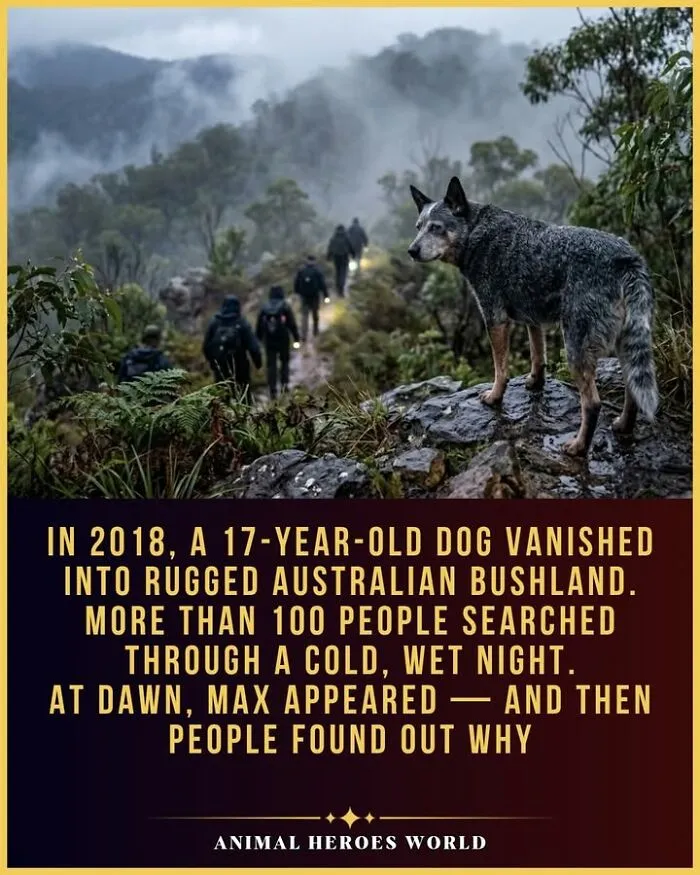 A blue heeler stands on misty rocks, exemplifying true stories of animals who saved lives in the bushland.