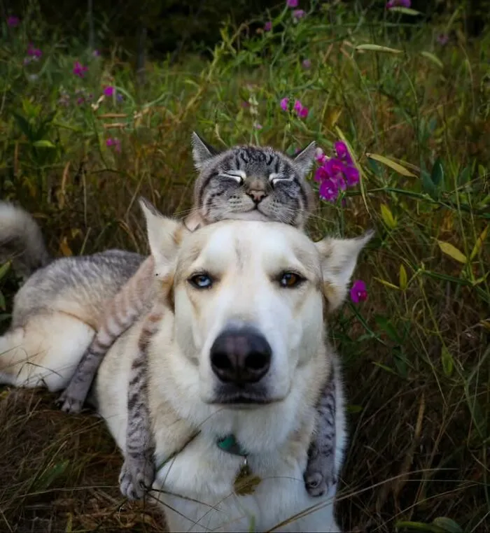 Sweet cat and dog cuddling together in a grassy field with pink flowers