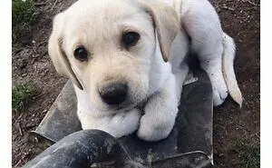 30 Hilariously Cute Dog Memes To Give You A Much-Needed Dose Of Happiness, As Shared By This Page