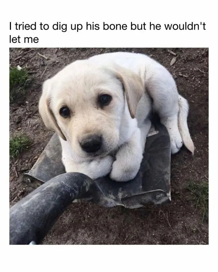 30 Hilarious Dog Memes From ‘Lovely Dogs’ That Are Basically Every Dog Owner’s Life