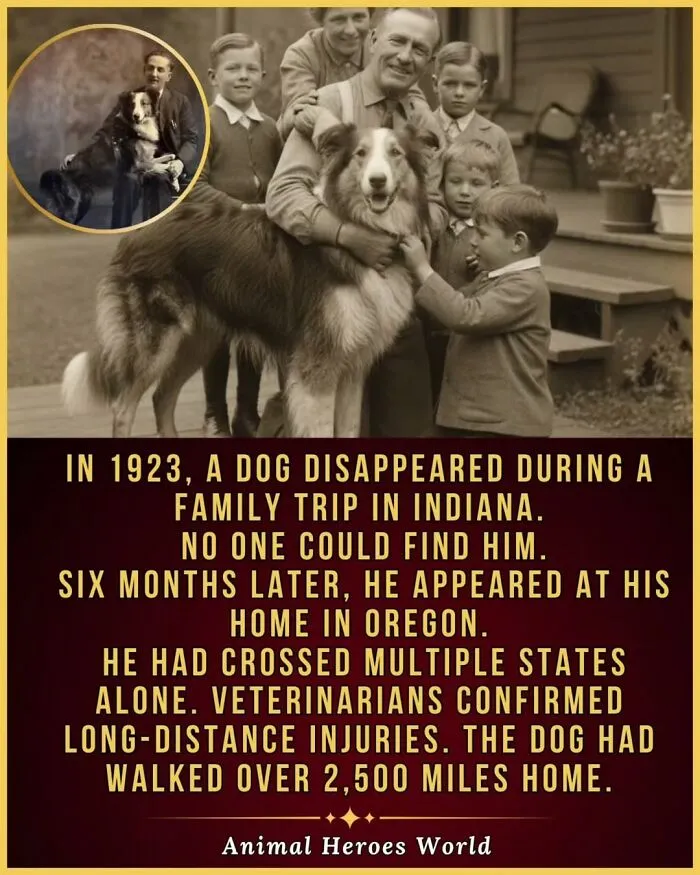 A family poses with a loyal dog who survived the impossible by walking 2,500 miles home.