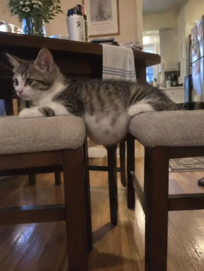 A funny cat photo showing a chubby kitten stretching across two chairs in a kitchen