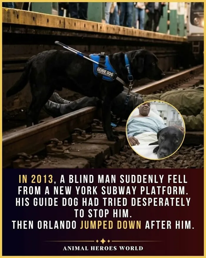Black guide dog standing over its owner on subway tracks, one of the true stories of animals who saved lives.