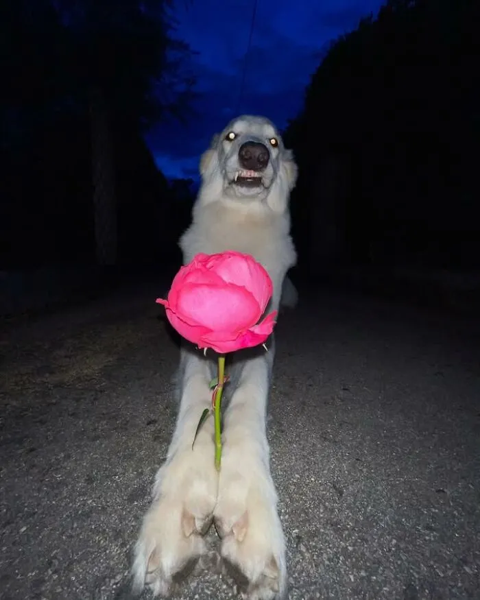 Funny dog holding a pink flower with a silly grin at night