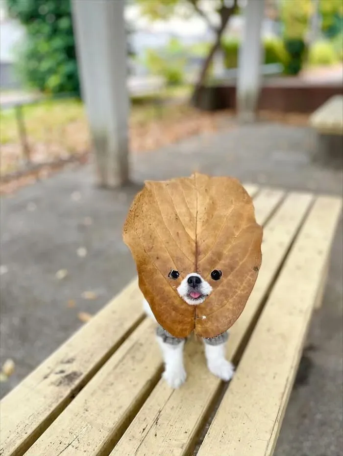 A small dog wearing a large autumn leaf like a lion mane in funny dog and cat photos