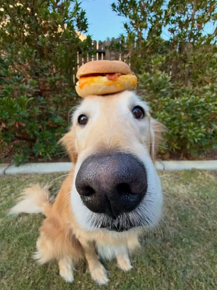 A golden retriever balances a breakfast sandwich on its head in funny dog and cat photos