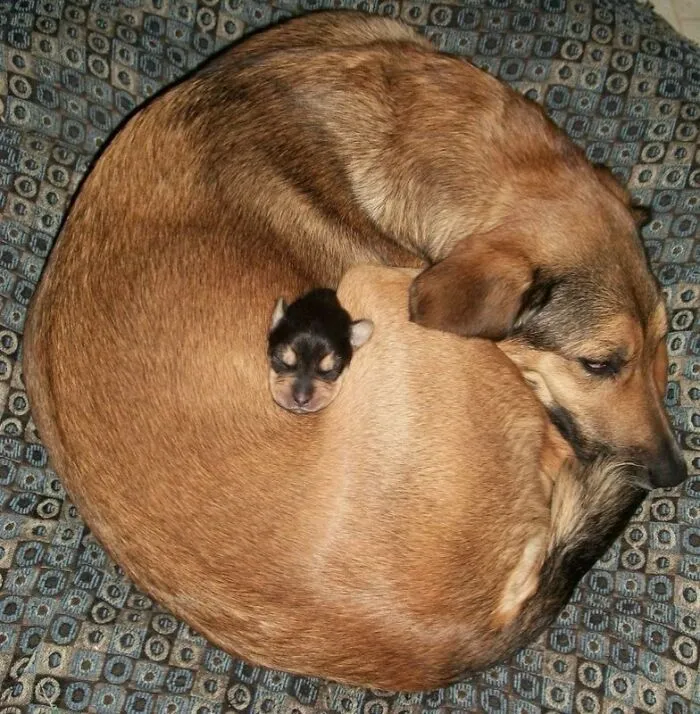 A dog curled in a circle with a tiny puppy resting in the center in sweet dog and cat photos