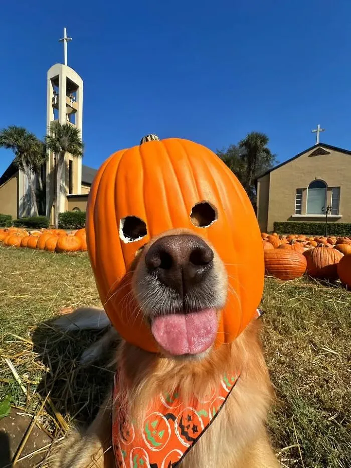 A golden retriever dog wears a pumpkin on its head in funny dog and cat photos