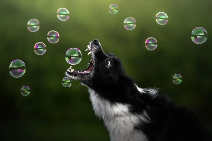A black and white dog trying to catch soap bubbles in perfectly timed dog and cat photos