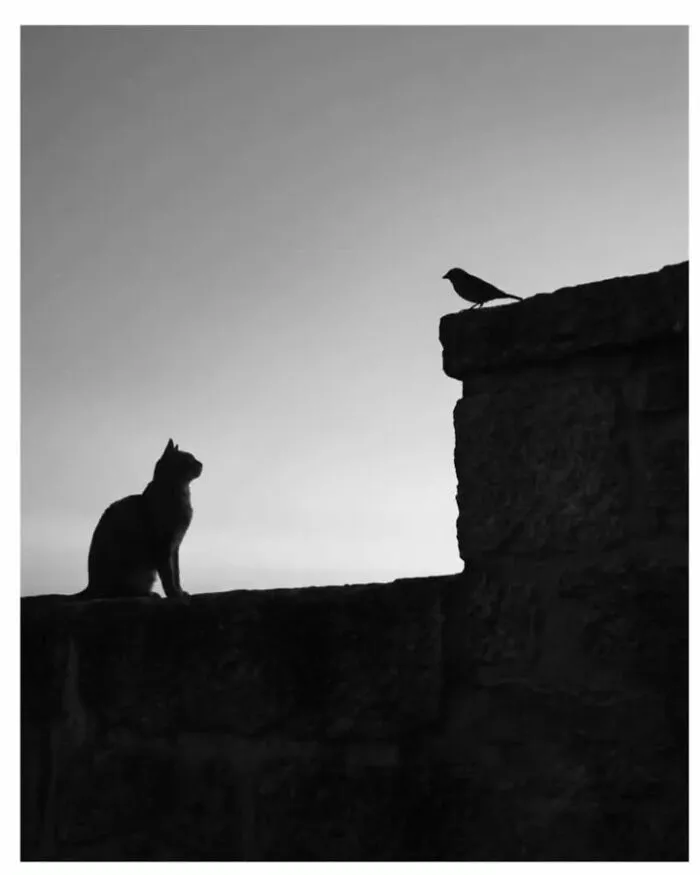 Silhouette of a dog and cat photo depicting a cat watching a bird on a stone wall