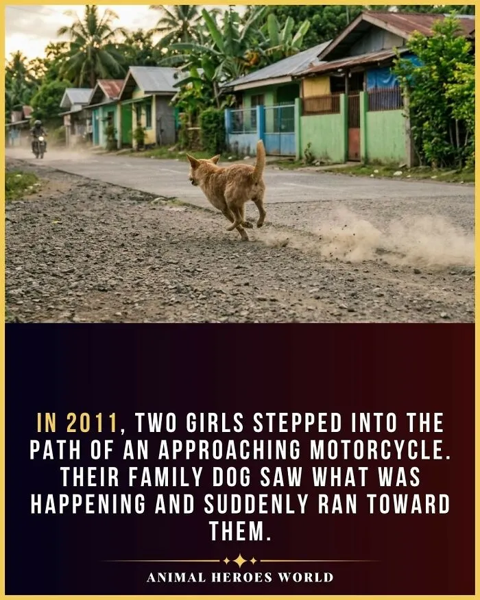 A brave dog runs along a road, illustrating true stories of animals who saved lives from danger.