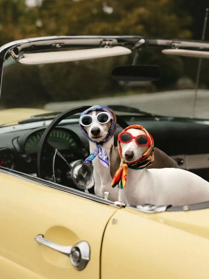 Two funny dogs wearing headscarves and sunglasses in a yellow convertible
