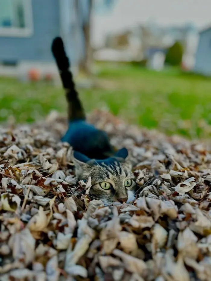 A funny cat peeking out from a pile of autumn leaves in a yard