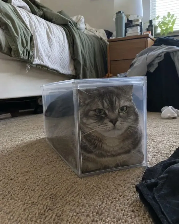 A sweet cat squeezed perfectly inside a clear plastic storage box on a carpet
