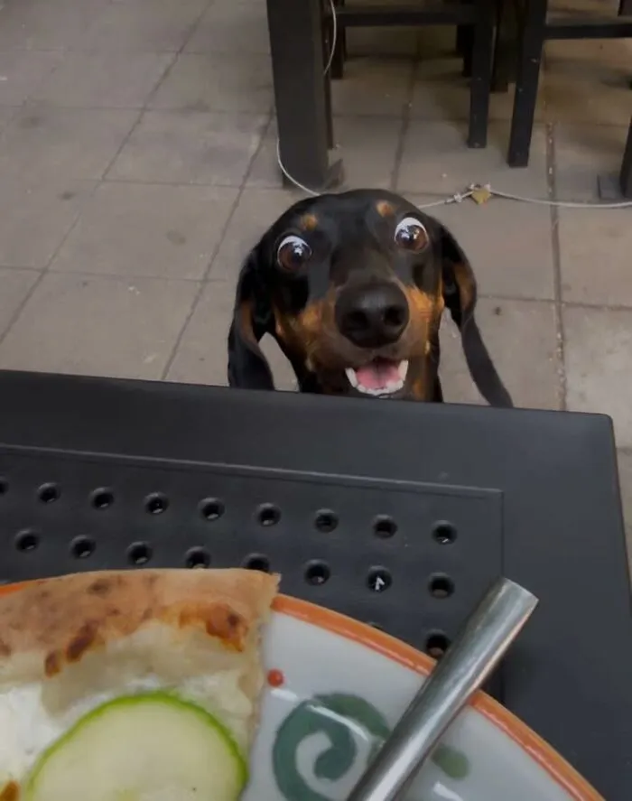 Funny dog staring with wide eyes at a plate of pizza on a table
