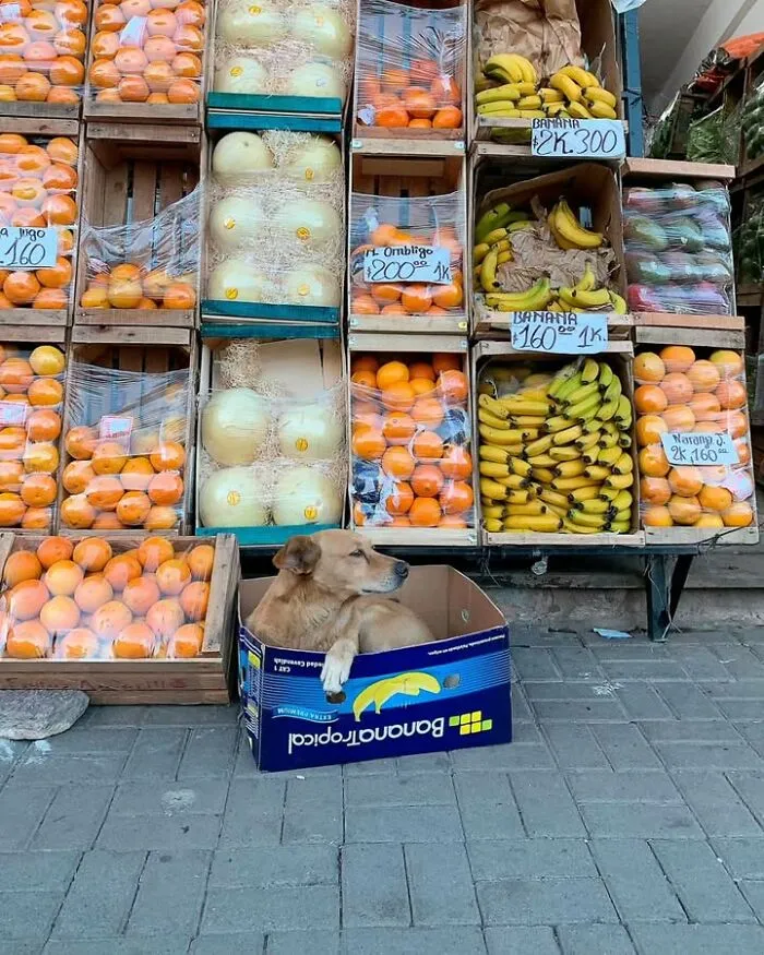 Funny dog photo resting in a banana box at a fruit market stall